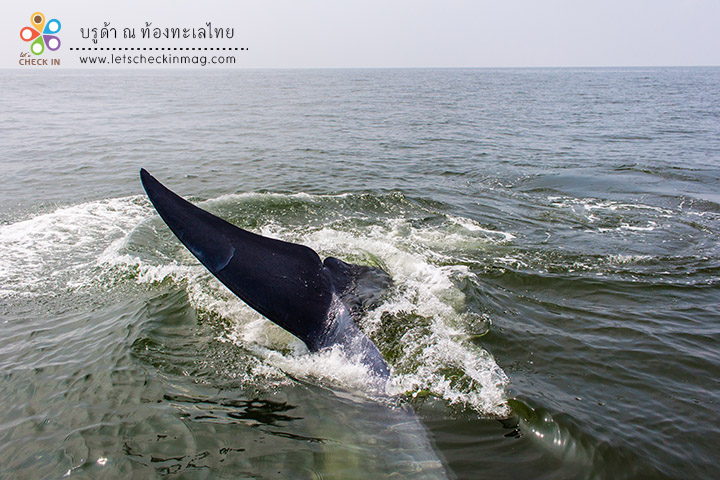 ถ่ายได้แต่หาง เพราะตัวเข้ามาอยู่ใต้ท้องเรือแล้ว